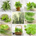 Herbs collection - collage