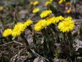 Herbs - coltsfoot flower family