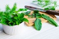 Herbs Culantro and mint herbs on a wooden cutting board Royalty Free Stock Photo