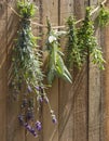 Herbs drying in front of a rustic wooden background Royalty Free Stock Photo