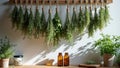 Herbs drying in sunlit kitchen with aromatic jars and fresh greenery Royalty Free Stock Photo
