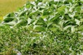 Herbs drying on the table, mint, thymus, etc Royalty Free Stock Photo
