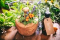 Herbs, essential oil and mortar on wooden background Royalty Free Stock Photo