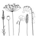 Field herbs poppy, bellflower, dill, flax and stems. Set of hand drawn vector illustration isolated on white background.