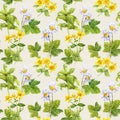 Herbs, flowers: camomile, hypericum. Herbal seamless print. Floral watercolor