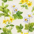 Herbs, flowers: chamomile, hypericum, mint. Herbal repeating pattern. Watercolor