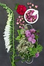 Herbs and Flowers for Herbal Medicine Royalty Free Stock Photo