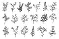 Herbs and flowers set of vector elements. Hand-drawn plants. Collection of botanical sketches. Royalty Free Stock Photo