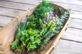 Herbs fresh from kitchen garden in harvest basket: chives, mint, thyme, rosemary, dill, sage with edible purple flowers Royalty Free Stock Photo