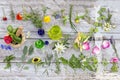 Herbs and fresh medicinal plants on old white wooden tboard. Preparing medicinal plants for phytotherapyand health