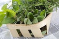 Herbs from the garden in a basket