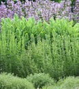 Herbs garden bed Royalty Free Stock Photo