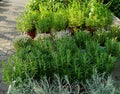 Herbs in the garden