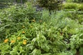 Herbs garden