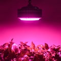 Herbs grow with Led plant growth Light in greenhouse Royalty Free Stock Photo