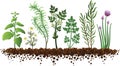 Botanical Herb Garden Growing in the Dirt Illustration