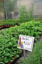 Herbs Growing Inside Greenhouse Nursery Royalty Free Stock Photo