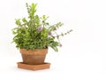 Herbs growing in Pot Royalty Free Stock Photo