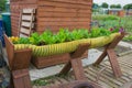 Herbs growing in recycled pipe
