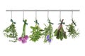 Herbs Hanging and Drying