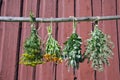 Herbs hanging in front of rustic wooden background Royalty Free Stock Photo