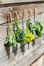 Herbs hanging over wooden background