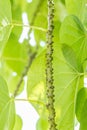 Herbs, Heart leaved moonseed,Tinospora crispaL..