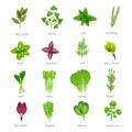 Herbs Icons Set