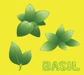 Herbs Indoor Microgreen Basil Vector Illustration