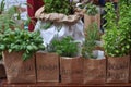 herbs with italian names
