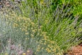 Herbs Lavander and Immortelle Royalty Free Stock Photo