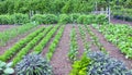 Herbs and leaf root vegetables growing in a garden