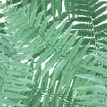 Herbs and Leaves Botanical Seamless Pattern. Fern Leaf Natural Background. Floral Forest Field Plants Design Wallpaper