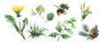 Herbs, leaves, flowers. Allergenic plants