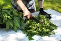 Herbs nettle, nature straight from the garden.