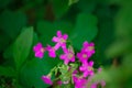 Oxalis corniculata L