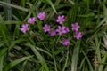 Oxalis corniculata L