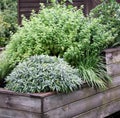 Herbs plant on the raised garden bed Royalty Free Stock Photo