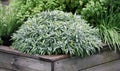 Herbs plant on the raised garden bed Royalty Free Stock Photo