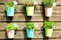 Herbs in pot in the garden