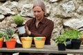 Herbs pot planting Royalty Free Stock Photo