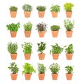 Herbs in Pots Royalty Free Stock Photo