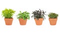 Herbs in Pots Royalty Free Stock Photo