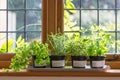 Herbs in pots Royalty Free Stock Photo