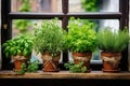 Herbs in pots on window sell. Home gardening