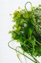 Herbs for preparation pickled marinated cucumbers. Royalty Free Stock Photo