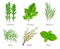 Herbs realistic. Green food species aromatic product ingredients parsley rosemary sage onion vector collection