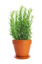 Herbs of rosemary in a pot