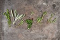 Herbs rosemary, sage, thyme, savory Royalty Free Stock Photo