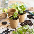 Mint seedlings in biodegradable pots near garden tools. Indoor gardening, germinating herb seeds Royalty Free Stock Photo